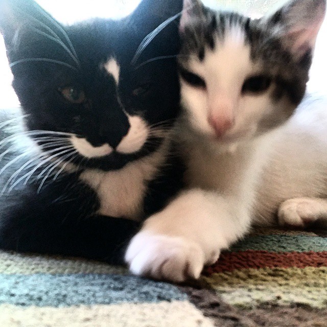 Yin and yang Kittens