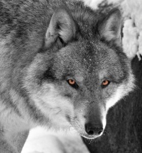 The wolf you feed